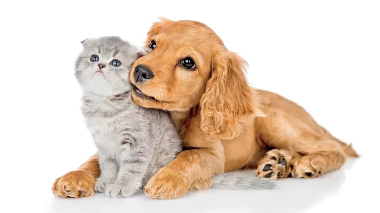 Lee más sobre el artículo Cómo preparar tu hogar para la llegada de una nueva mascota