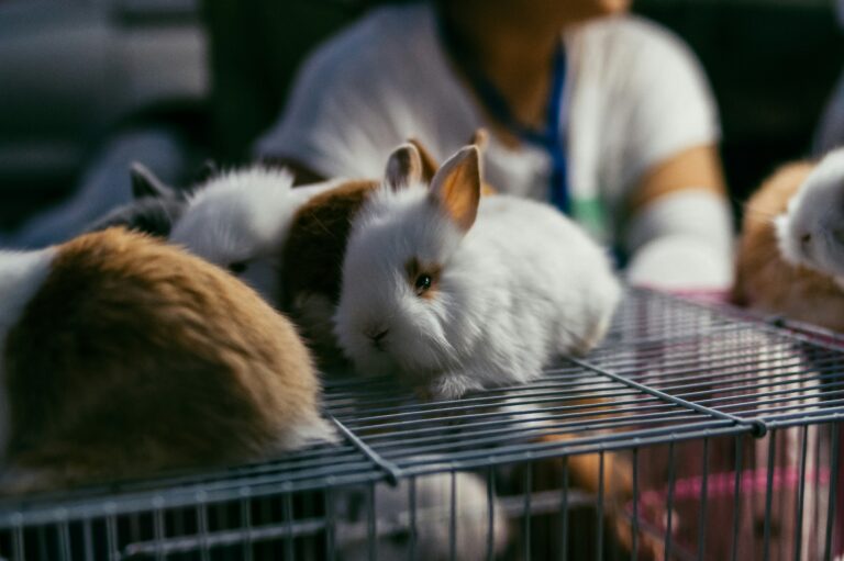 Lee más sobre el artículo Cómo elegir la mejor jaula para cada tipo de mascota